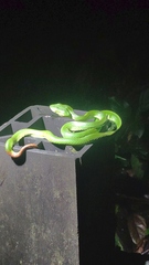 Trimeresurus sabahi