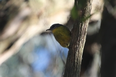 Eopsaltria australis