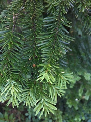 Abies amabilis