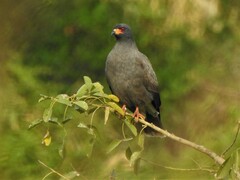 Rostrhamus sociabilis