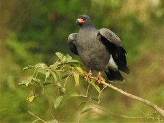 Rostrhamus sociabilis