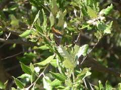 Charaxes jasius