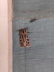 Apantesis parthenice