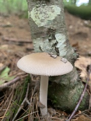 Amanita rhacopus