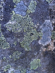 Rhizocarpon