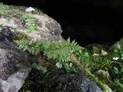 Cystopteris fragilis
