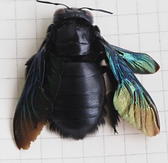 Xylocopa latipes