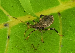 Acanthocephala terminalis