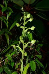 Habenaria crassicornis