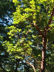 Arbutus menziesii