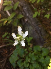 Parnassia fimbriata