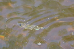 Cyprinodon variegatus