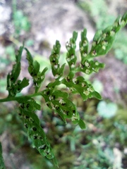 Cystopteris fragilis