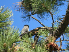 Glaucidium gnoma
