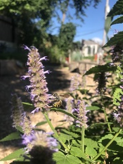 Anthidium manicatum