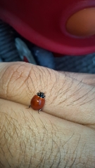 Cycloneda sanguinea