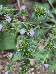 Elephantopus carolinianus