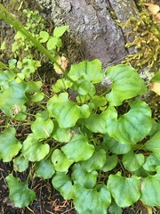 Parnassia fimbriata