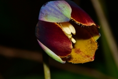 Calochortus purpureus