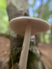 Amanita rhacopus