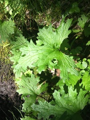 Petasites frigidus