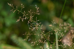 Agrostis