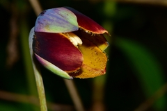 Calochortus purpureus