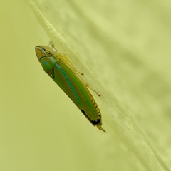 Graphocephala versuta