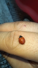Cycloneda sanguinea
