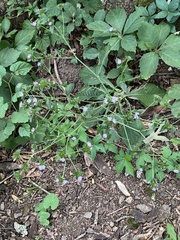 Elephantopus carolinianus