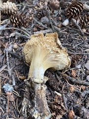 Catathelasma ventricosum