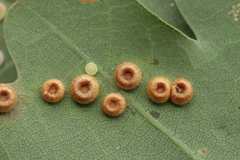 Neuroterus numismalis