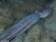 Callistoctopus macropus