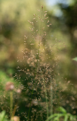 Agrostis