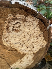 Ganoderma brownii