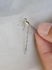 Lestes virens