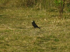 Hymenops perspicillatus