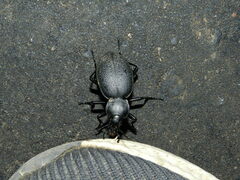 Carabus coriaceus