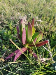 Carpobrotus edulis