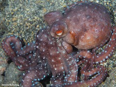 Callistoctopus macropus