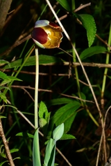 Calochortus purpureus