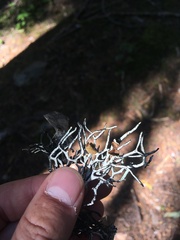 Hypogymnia imshaugii