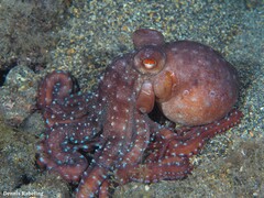Callistoctopus macropus