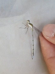 Lestes virens