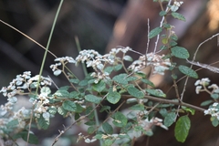Spyridium parvifolium