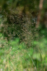 Agrostis