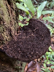 Hexagonia