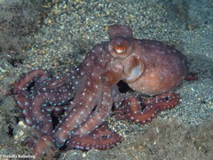Callistoctopus macropus