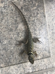Sceloporus cyanogenys