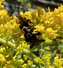 Phymata pennsylvanica